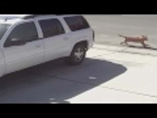 World's Most Awesome Cat Rescues Little Boy From Dog Attack