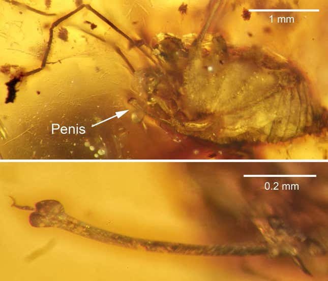Top: The daddy longlegs with penis identified. Below: Close-up of the fully erect penis. 