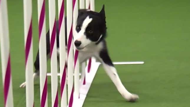 Holster, Dog Agility Champion, We Salute You