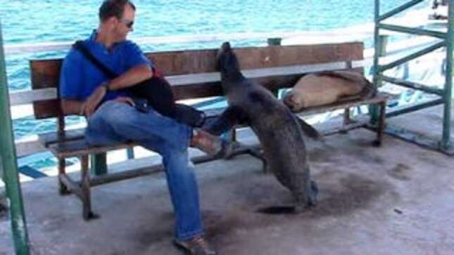 This Sea Lion Steals a Bench Seat from a Man and is Totally Not Sorry
