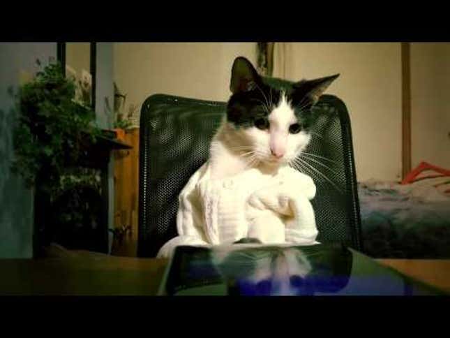 Cats Try to Sell You a Phone Using Poor Spelling And Adorable Sweaters