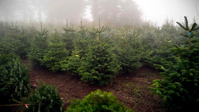 Image for article titled Put Up a Tree This Year
