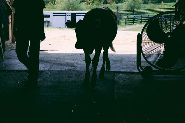 Image for article titled Impressions of Crouton, a Moderately Famous Internet Cow