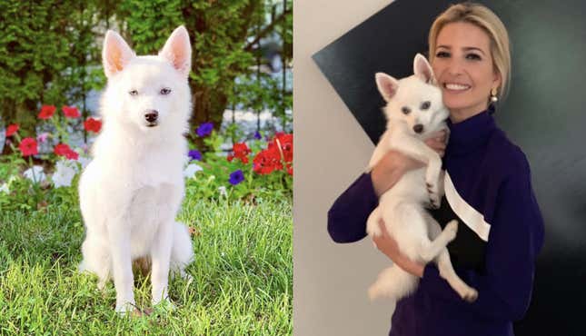 Have You Met Ivanka's New Dog Yet?