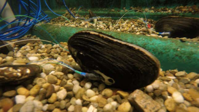 Image for article titled A Fitbit for Mussels, Not Muscles