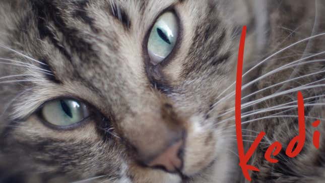 How the Cats of Istanbul Became Movie Stars