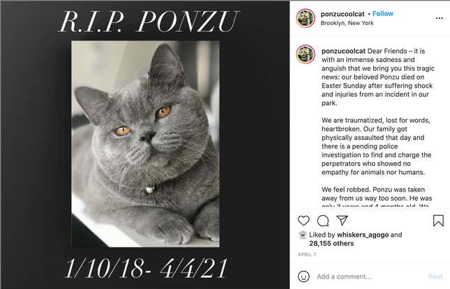The Weird, Sad, and Hyper-Local Tale of Ponzu, the Influencer Cat Who Died in a Brooklyn Park