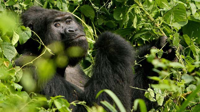 A Silverback male mountain gorilla sits in the dense jungle of Uganda’s Bwindi National Park