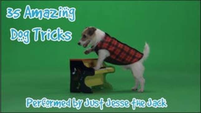 Talented Jack Russell Performs 35 Amazing Tricks Just for You