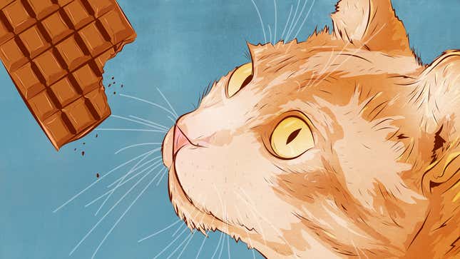 The Things That Are Most Dangerous for Cats to Eat, and Why<em></em>
