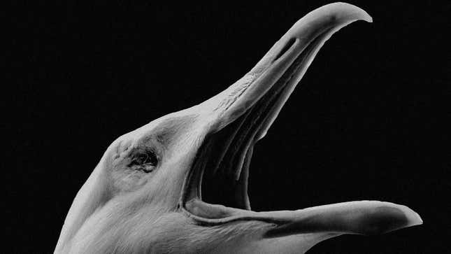 How <i>The Lighthouse</i>'s Seagulls Got Ready for Their Closeup
