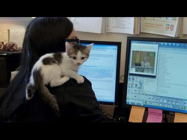 Office With 'Cat Library' Lets Employees Check Out Kittens on Breaks