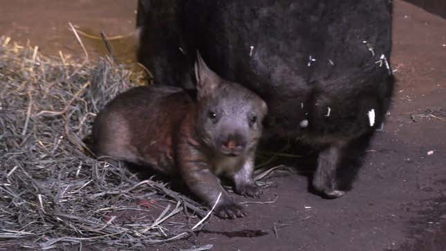 Here's a Baby Wombat