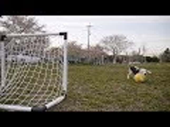 Get Psyched for the World Cup With This Soccer-Playing Beagle