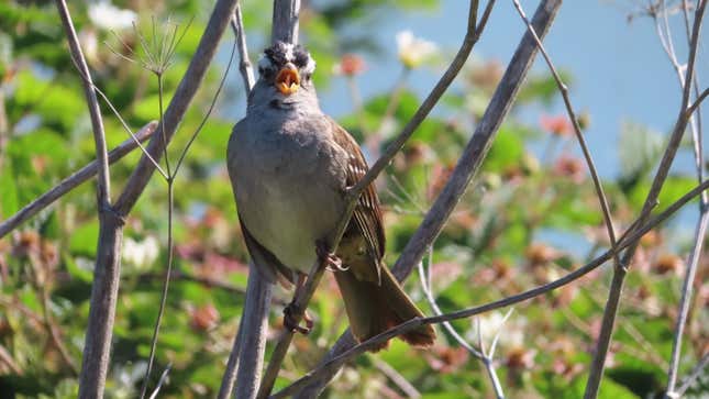 A white-crowned sparrow