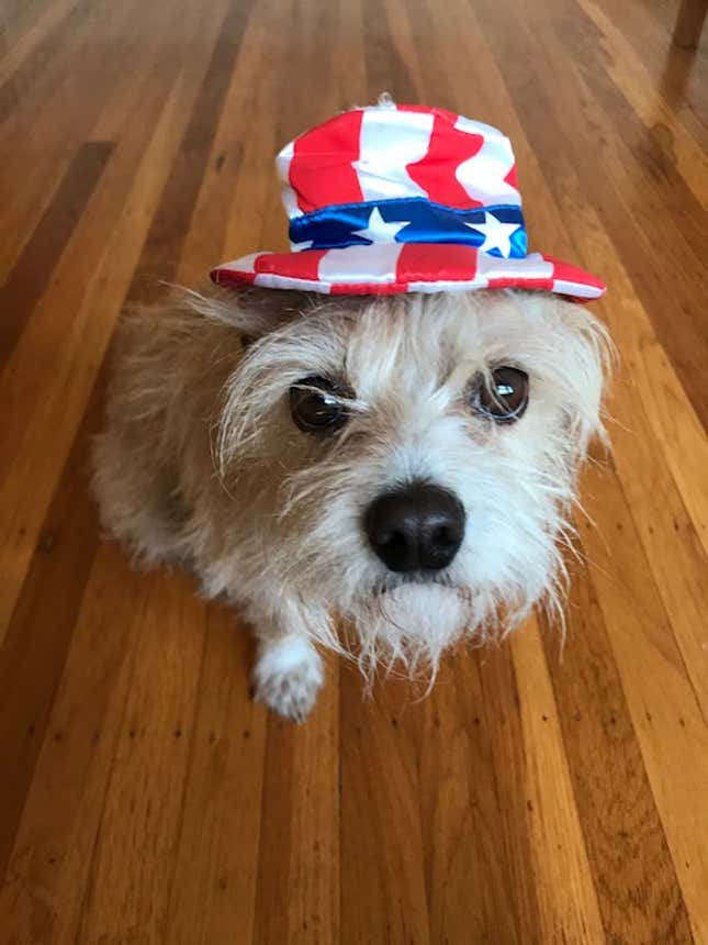 Image for article titled Just Some Nice Pictures of Our Pets to Look at For No Particular Reason