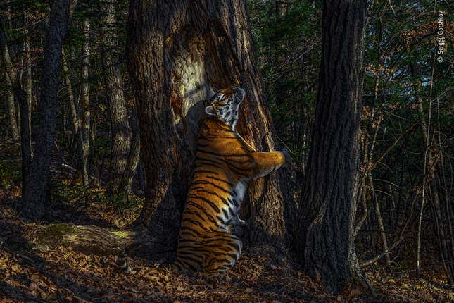I wish this tiger would do to me, what it’s doing to this tree.