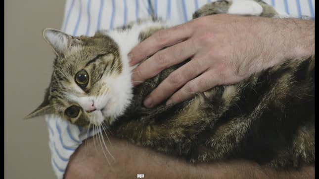 Yes, You Can Hold Your Cat Like a Baby