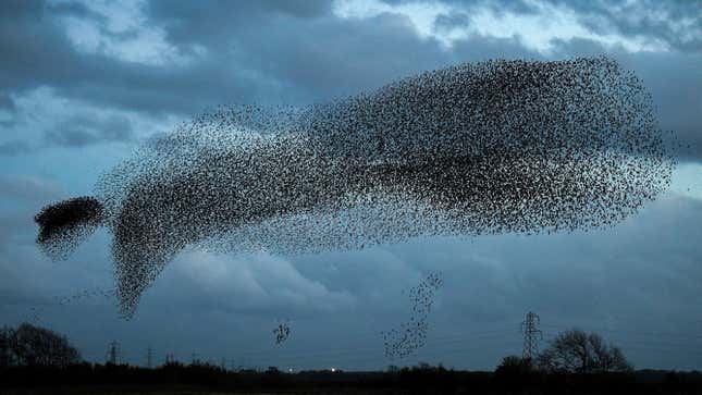 Scientists and experts believe that starlings flock in murmurations for various reasons, such as warding off predators, staying warm or sharing roosting site information.