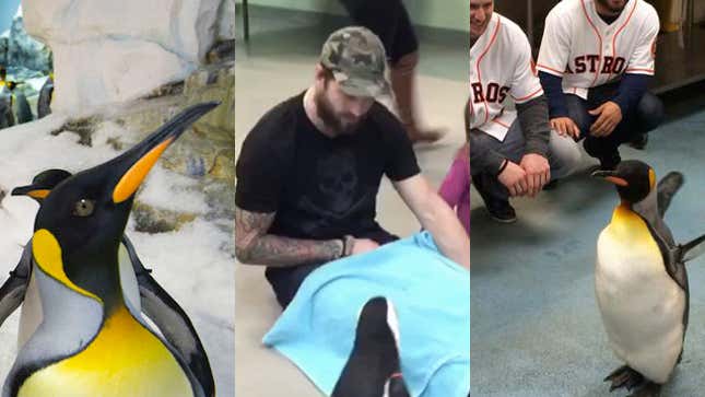Image for article titled Which Athlete Was The Best At Hanging Out With A Penguin?