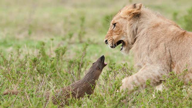 This Mongoose is Clearly Anti-Woman…Somehow