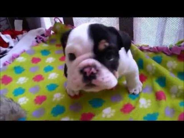 Watch This Half-Pup Steal Your Whole Heart