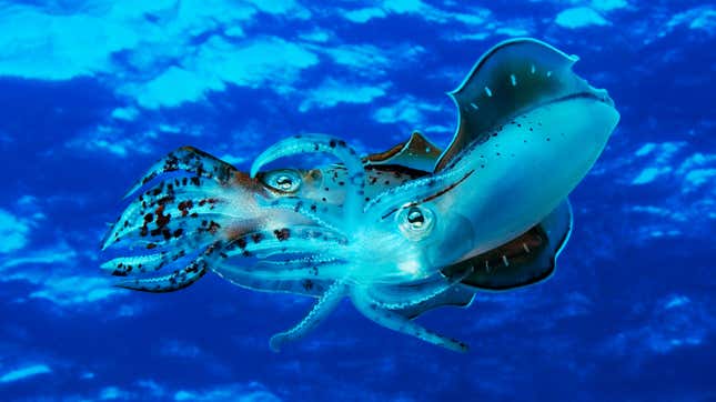 Caribbean reef squid (Sepioteuthis sepioidea), Curacao, Netherlands Antilles.