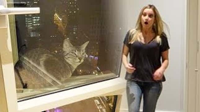 Watch This Jerk Pretend His Girlfriend's Cat Fell Out a Window and Died