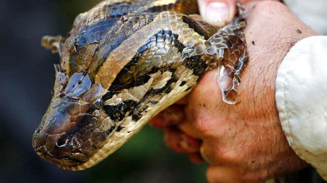 A 14-foot, 95-pound, female Burmese python captured in Naples, Florida.