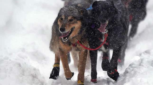 Image for article titled Cheesecake, the Iditarod snack of champions