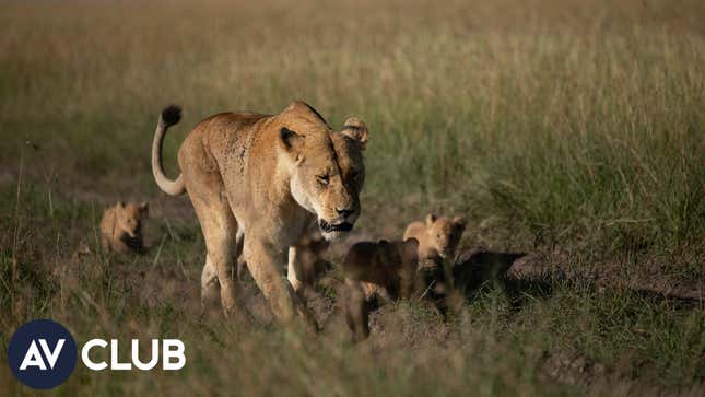 Wildlife experts on baby animals and <i>Born Wild: The Next Generation</i>