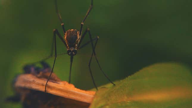 Image for article titled The Best Screened Shelters For Keeping Bugs At Bay