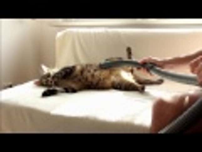 This Cat Really Enjoys Being Vacuumed