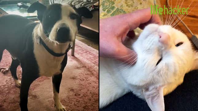 How to Cope With Pets During Quarantine