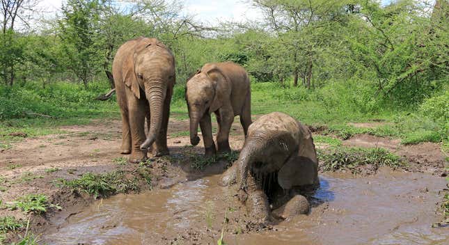 Elephants enjoying some water. 