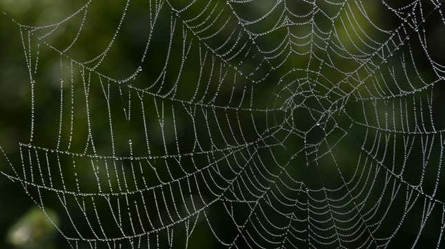 Image for article titled Spiders Weave Intricate Insect-Catching Nets Hugely Bigger Than Themselves