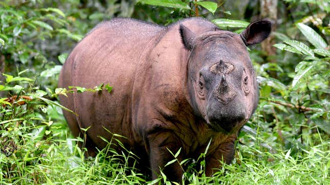 The Sumatran rhino is among the rarest mammals on Earth.