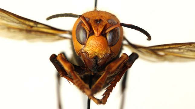 These Asian giant hornets can grow to two inches long and their venomous stings kill dozens every year.