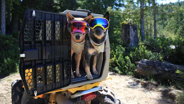 Image for article titled This Kennel Is a Safer Way to Travel With Your Pet