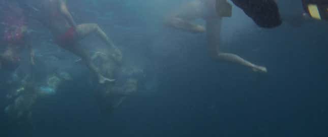 Image for article titled It's Cop Versus Shark in Jaws—Who's the Monster Now?