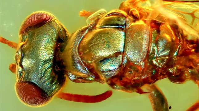 A fly trapped in amber, showing its original coloring. 