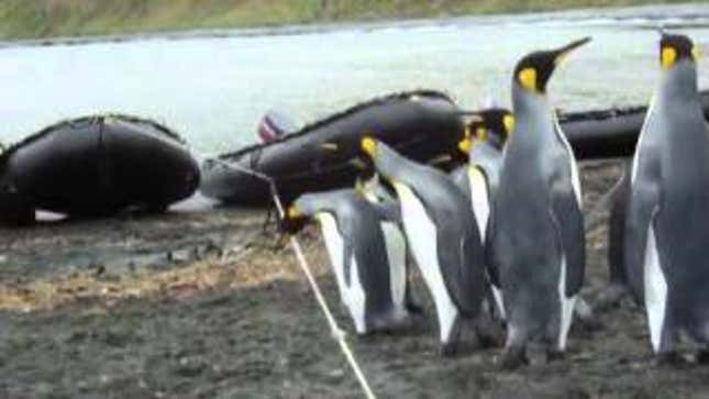 Penguins' Greatest Enemy? A Piece of Rope.