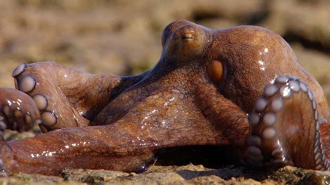 Look At This Boss Octopus Taking a Casual Stroll On Land