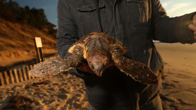 Bob Prescott, Mass Audubon Sea Turtle Program director, holds a cold-stunned sea turtle rescued off of Great Hallow beach in Cape Cod on Dec. 3, 2020. 
