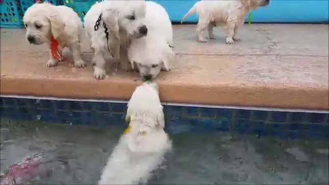 Everything Sucks, So Here's a Video Of Puppies Swimming for the First Time