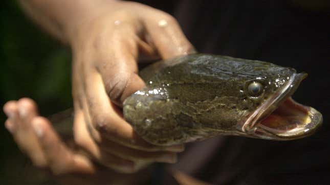 Image for article titled Officials: If You See This Fish, Kill That Sum Bitch Dead As Hell