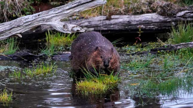 Image for article titled Internet Outage in Canada Blamed on Beavers Gnawing Through Fiber Cables