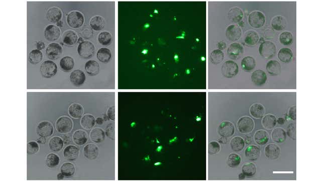 Fluorescent proteins, shown in green, indicating the presence of monkey cells. 