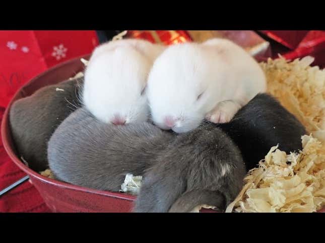 Watch Some Baby Bunnies Sleeping Under a Christmas Tree