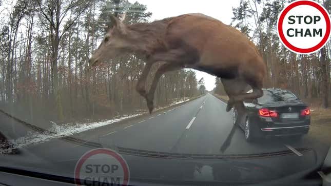 Image for article titled Sorry I&#39;m Late, A Massive Deer Used My BMW As A Springboard